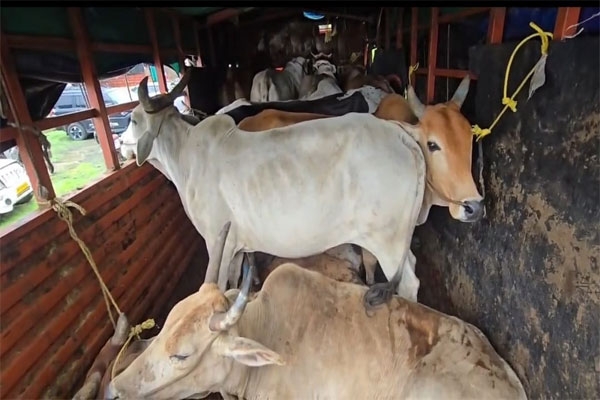 cattle