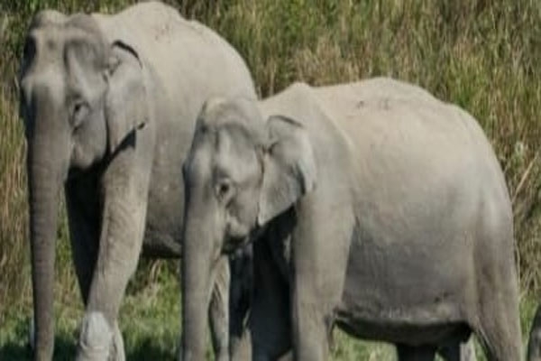 elephant