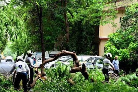 आता झाडांची दहशत… झाडाजवळून जाताना सावध राहा