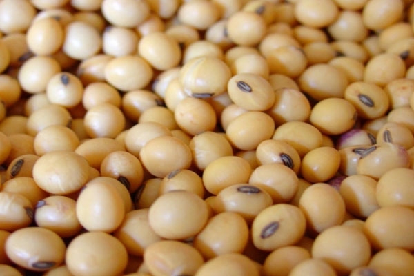 soybean seeds fail to germinate in sindi railway farmers face losses and re-sowing crisis