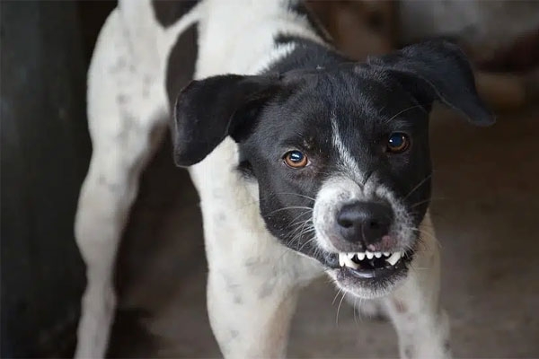 kalyan stray dog attacks over 200 people bitten in 24 hours, 11-year-old girl seriously injured