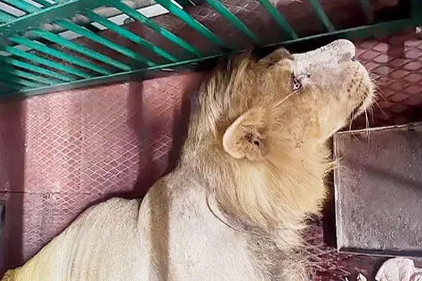 gorewada lion bharat dies during treatment after suffering from multiple illnesses