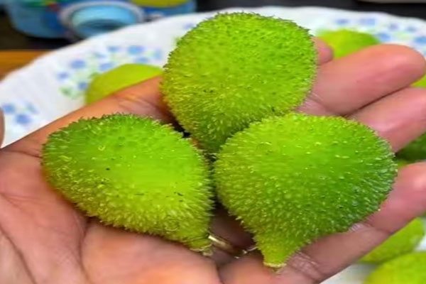 Monsoon Wild Vegetable Kantola Demand Rises, Price Reaches ₹400 Per Kg in Manora