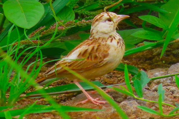 leucistic red winged chandol