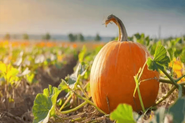 grow pumpkins in a pot grow pumpkins in a pot