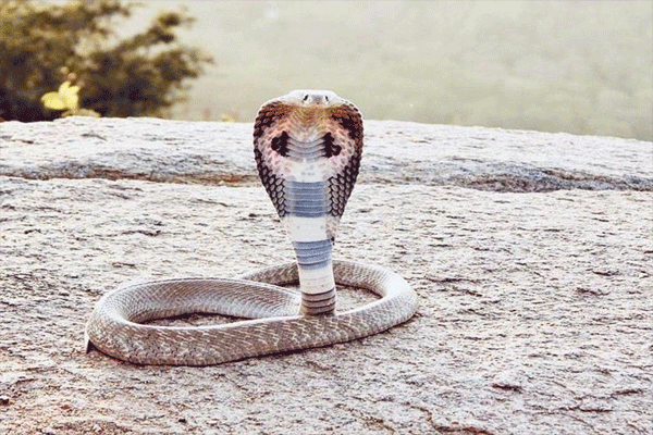 361 people bitten by snakes in 7 months