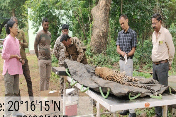 leopard dies in sindewahi forest range