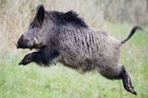 boar-attack boar-attack