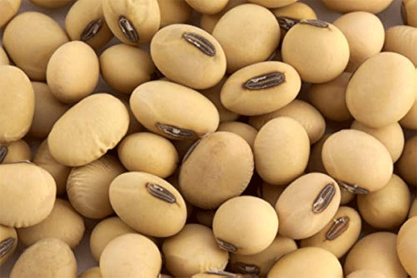 spurious seeds spurious seeds
