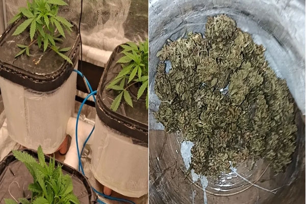 borivali hydroponic cannabis lab busted: rs 1.62 lakh ganja seized, one arrested