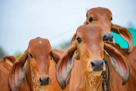 गोमूत्राला ‘भाव’! 10 रुपये लिटरने खरेदी, बुलंदशहरचा अनोखा प्रयोग चर्चेत