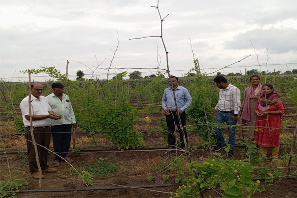 Katwal Farming Success Farmer Earns Rs 40,000 from Organic Cultivation on 10 Gunthas