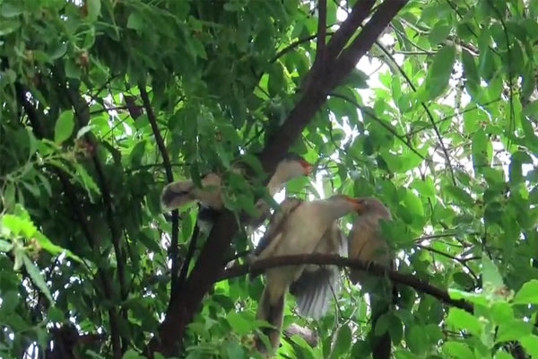 jungle babbler, common hawk cuckoo, hawk cuckoo, wardha news, wardha wildlife, bird watching, bird behaviour, bird photography, wildlife photography, biodiversity, brood parasitism, cuckoo birds, forest research centre, maharashtra wildlife, nature news, bird lovers, wildlife news, rare bird sighting, wardha biodiversity, nature photography