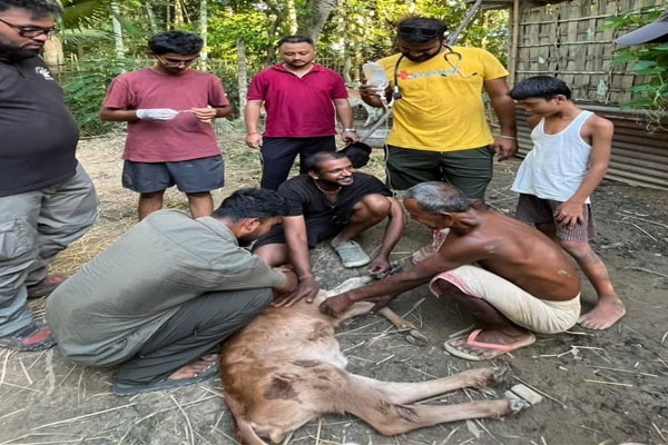 Pyar Foundation Helps Flood-Affected Animals in Assam, Treats Over 3,000 Animals