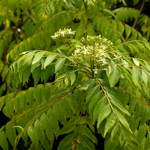 mature curry leaf plant