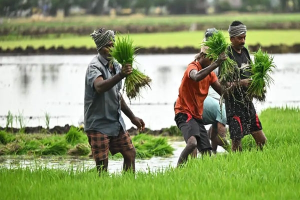 pm crop insurance scheme deadline extended till august 10, relief for maharashtra farmers