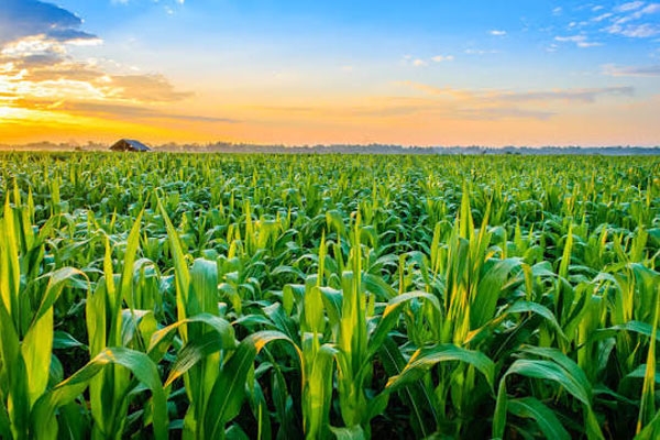 cow urine and jaggery tonic for crops, low cost natural farming solution for farmers