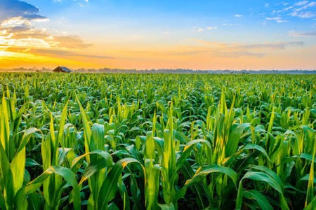 गौमूत्र आणि गुळापासून तयार करा पिकांसाठी ‘टॉनिक’