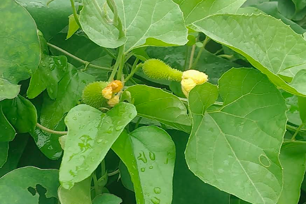 ranbhaji