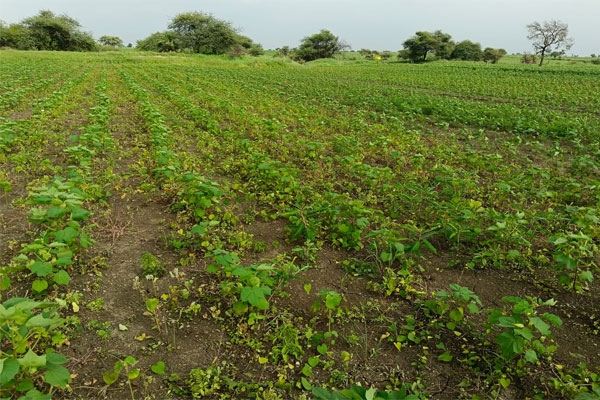 Rain Deficit in Sindhi Railway: Cotton and Soybean Crops Wilt, Farmers Worried Over Low Rainfall