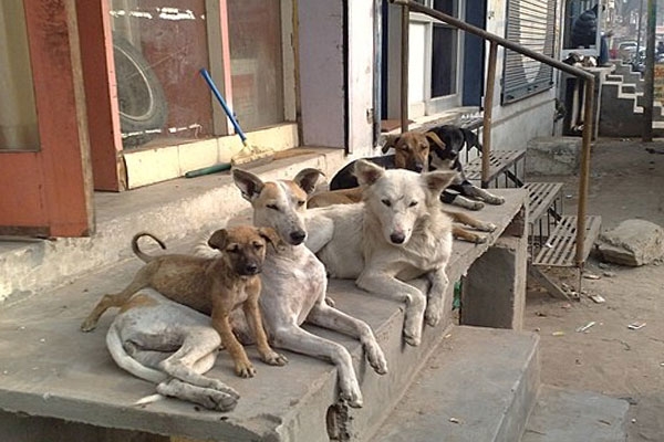 Stray Dog Terror in Uttarakhand: 10 Schools Shut, Over 600 Students Attend Online Classes