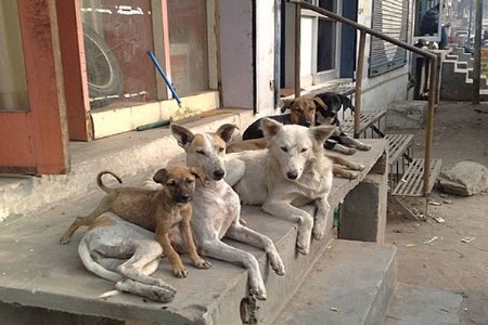 श्वानांची दहशत १० शाळा बंद