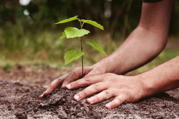 compensatory plantation