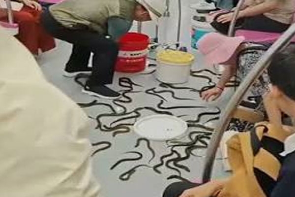 Snake found in a metro in China Snake found in a metro in China