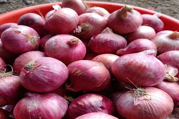 onion