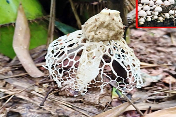 mushroom