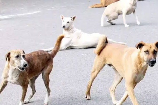 stray dog attack