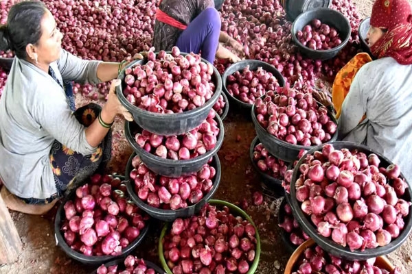 onion prices rise in maharashtra as low arrivals hit consumers and traders