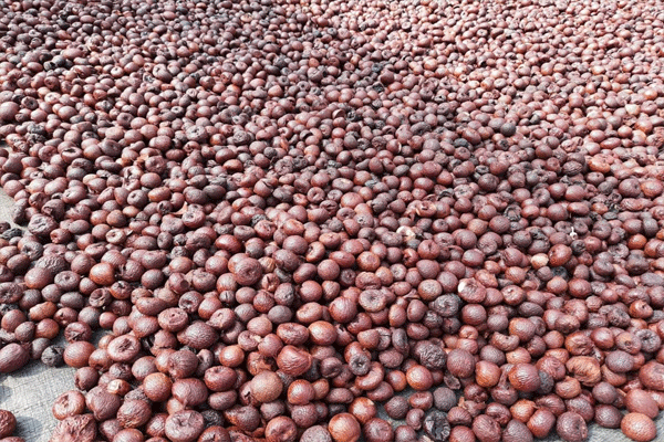 rotten betel nuts worth