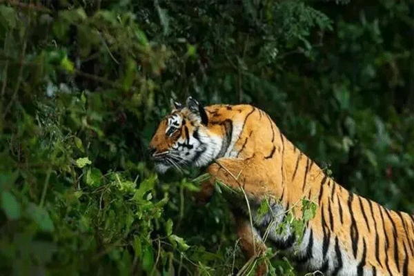 farmer injured in tiger attack