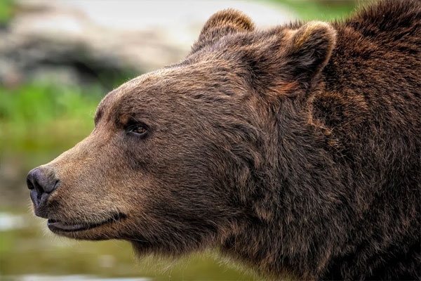 14,000 bears culled in Japan