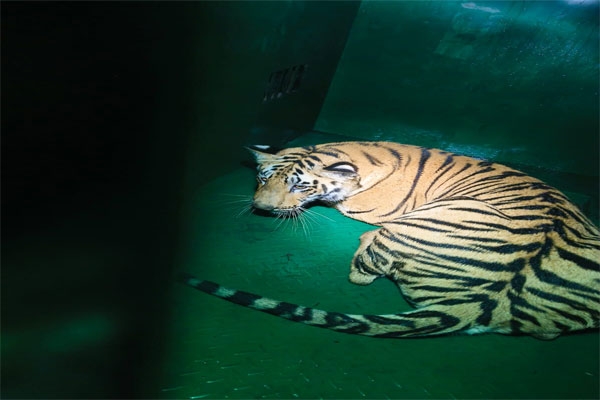 tigeress
