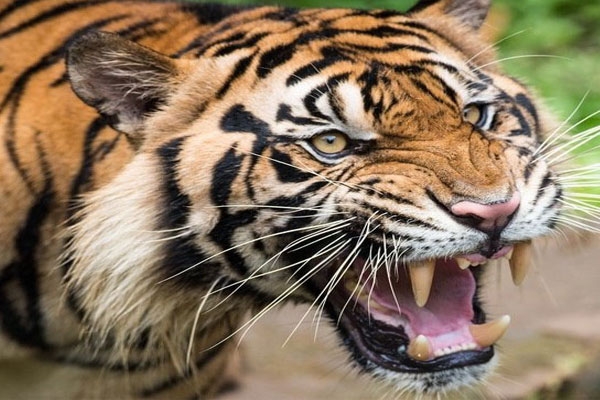 tiger attack kills cattle herder in chandrapur
