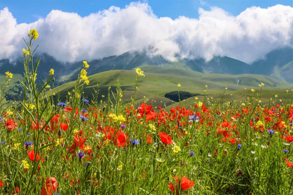 valley of flowers