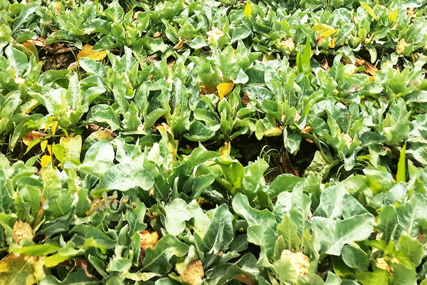 y3Aug-Fulkobi