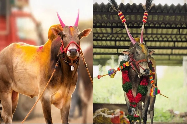 maval king omya dies legendary bull of maharashtra bullock cart races gets emotional farewell