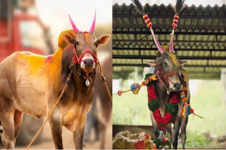 ‘भारतकेसरी ओम्या’ काळाच्या पडद्याआड