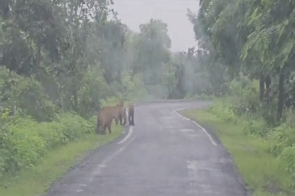 crowd of villagers to see the tiger