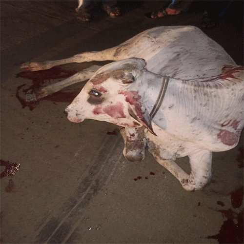 two cattle die