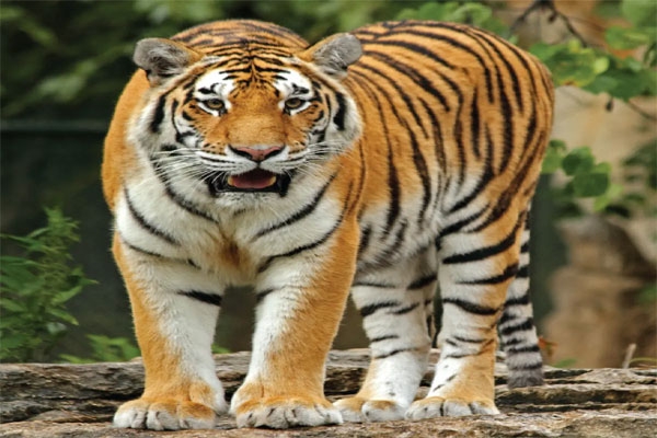 tiger