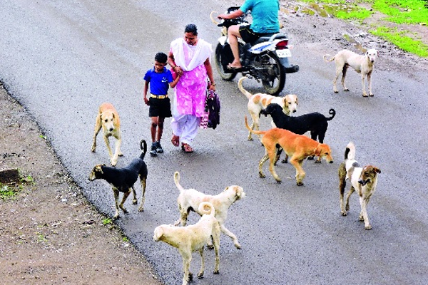 stray dogs