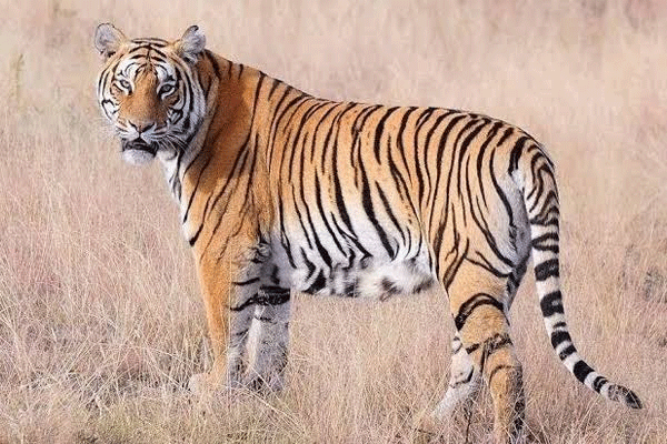 tiger devours cow loss of 50000