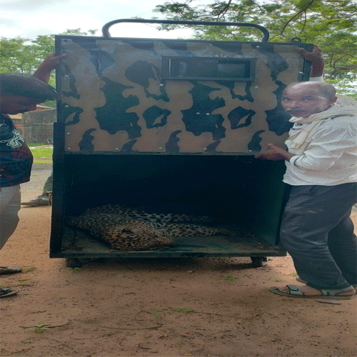 tleopard died