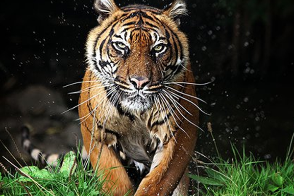 tiger attacks
