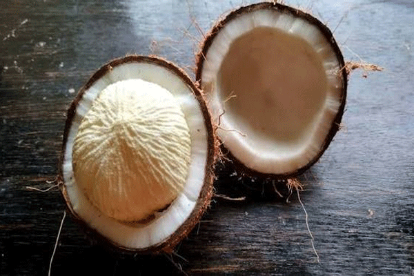 sprouting of a coconut
