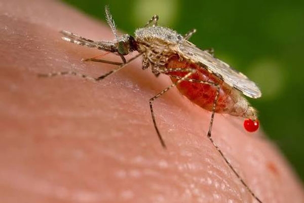 mosquto